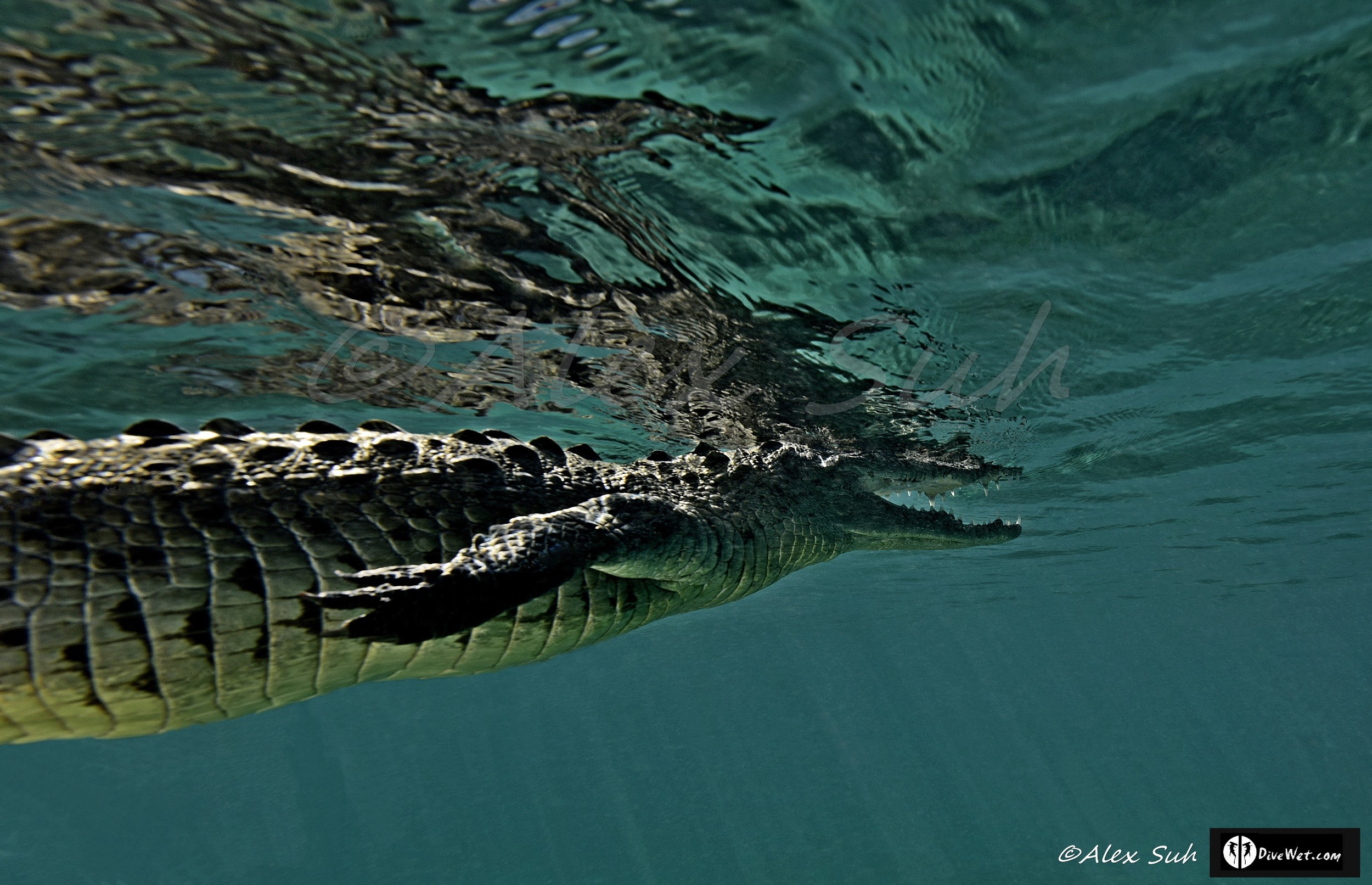 American Crocodile (Crocodylus acutus)