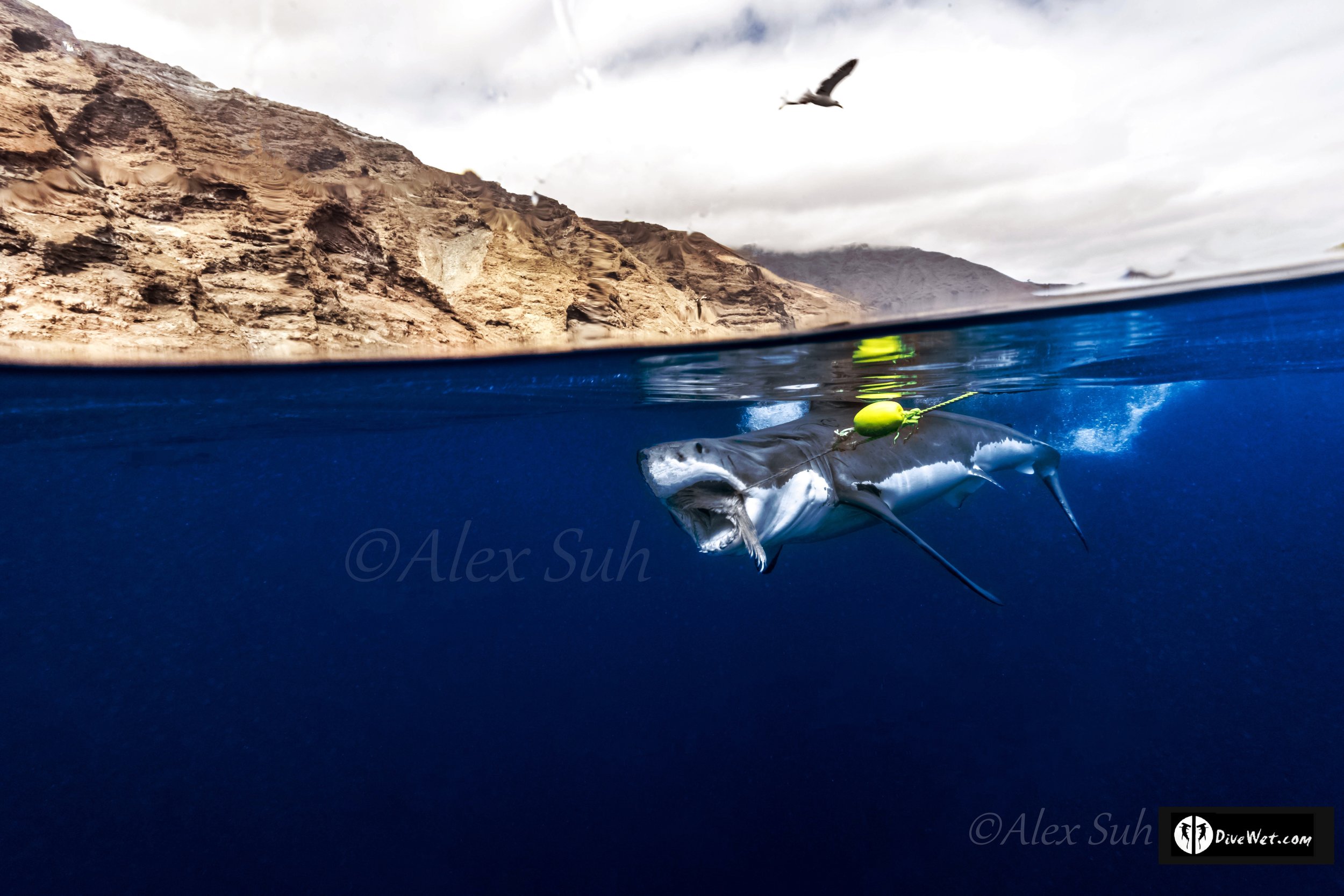 Great White Shark (Carcharodon carcharias)