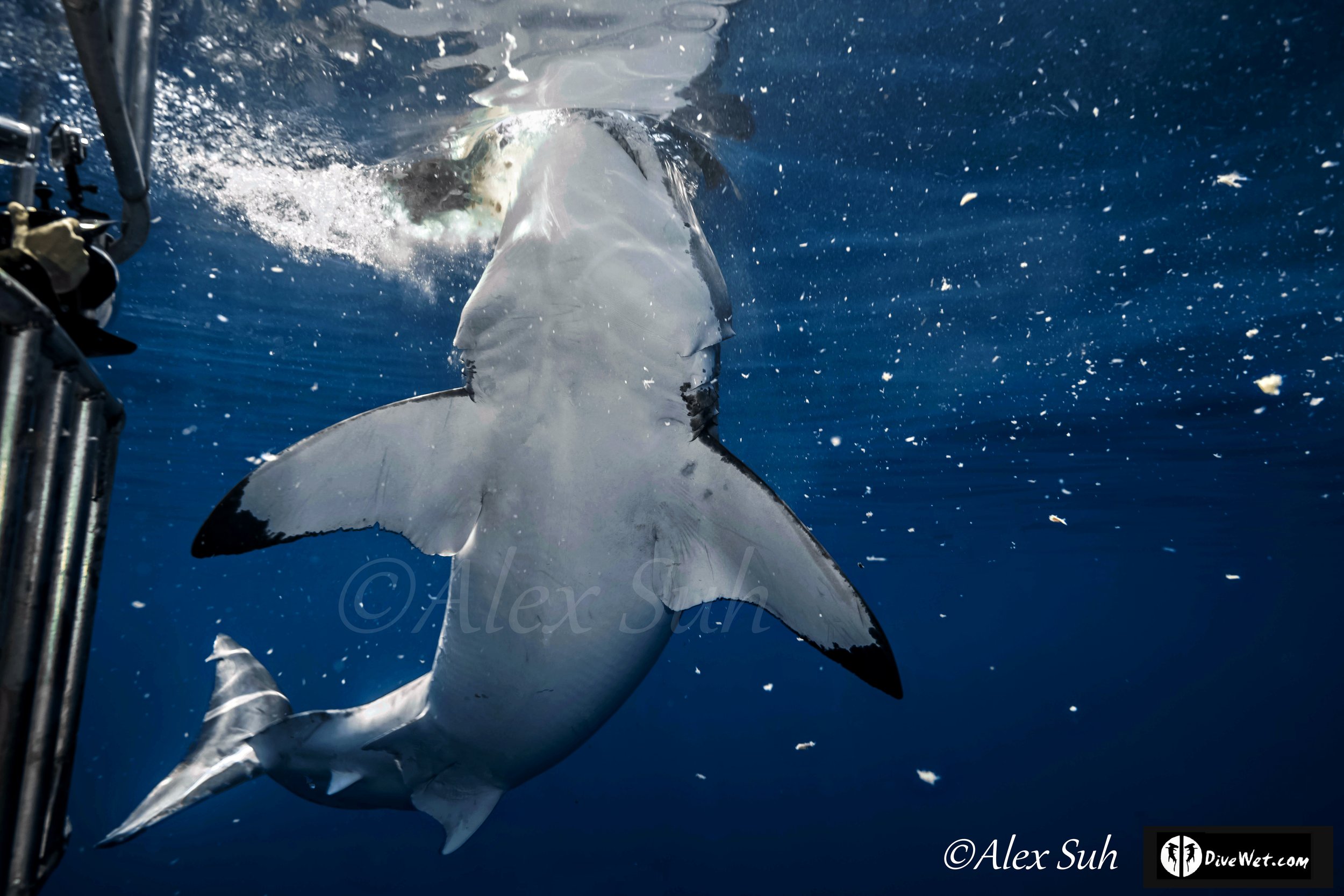 Great White Shark (Carcharodon carcharias)