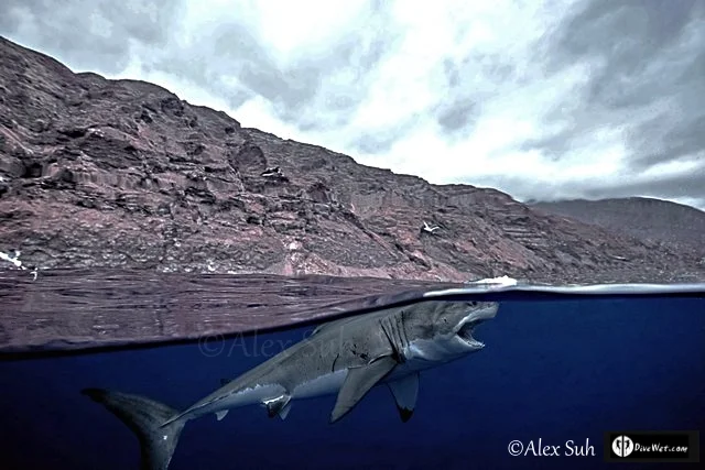 Great White Shark (Carcharodon carcharias)