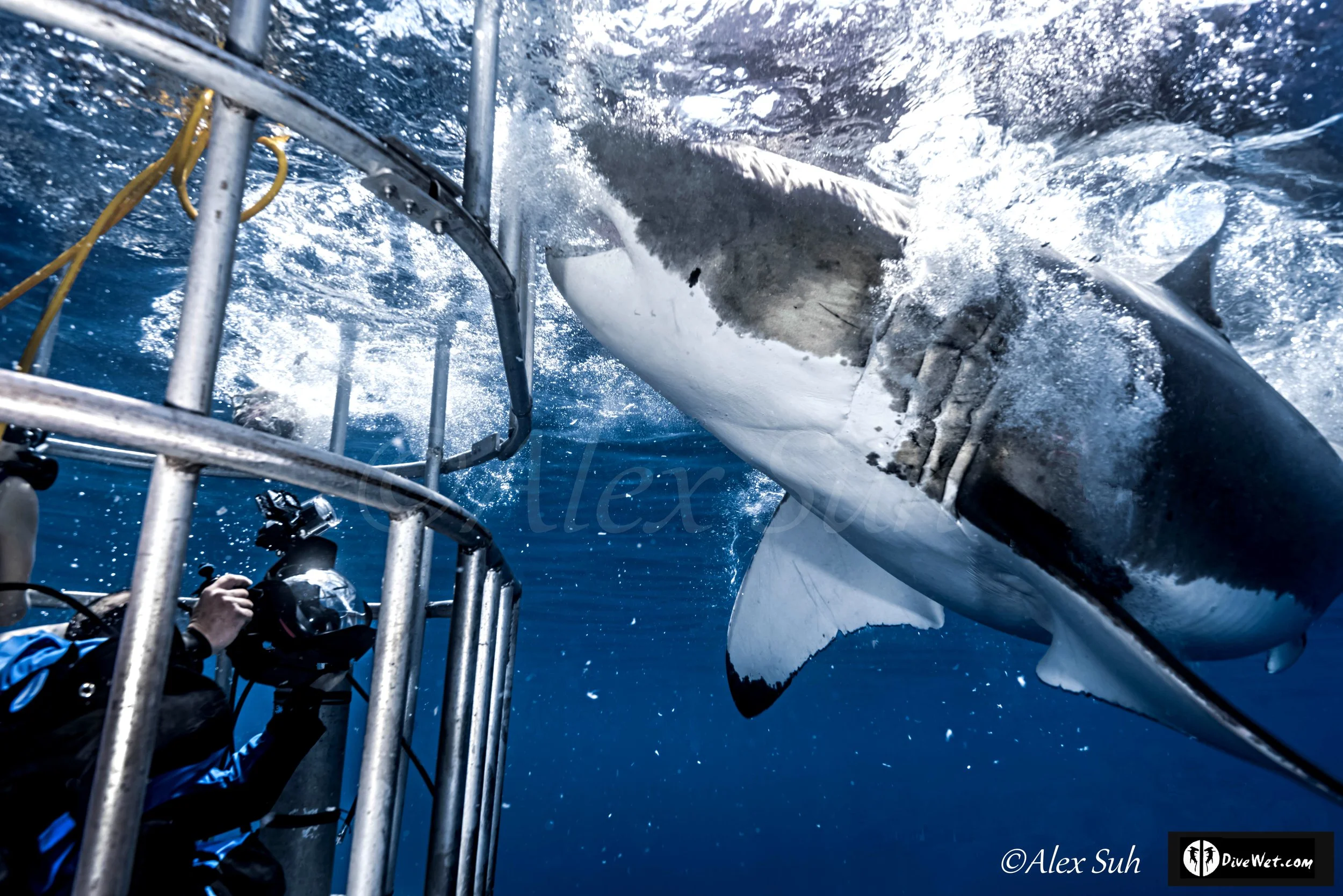 Great White Shark (Carcharodon carcharias)