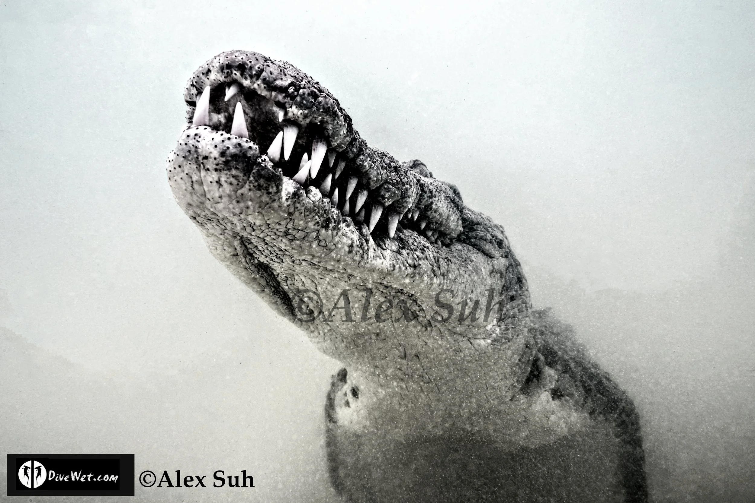 American Crocodile (Crocodylus acutus)