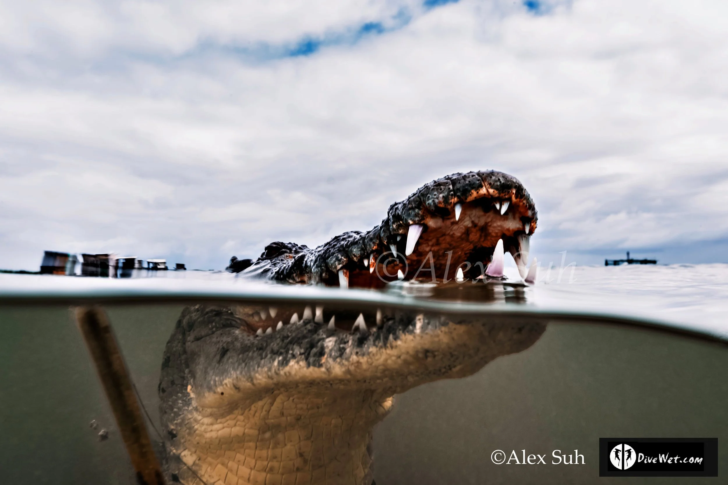 American Crocodile (Crocodylus acutus)