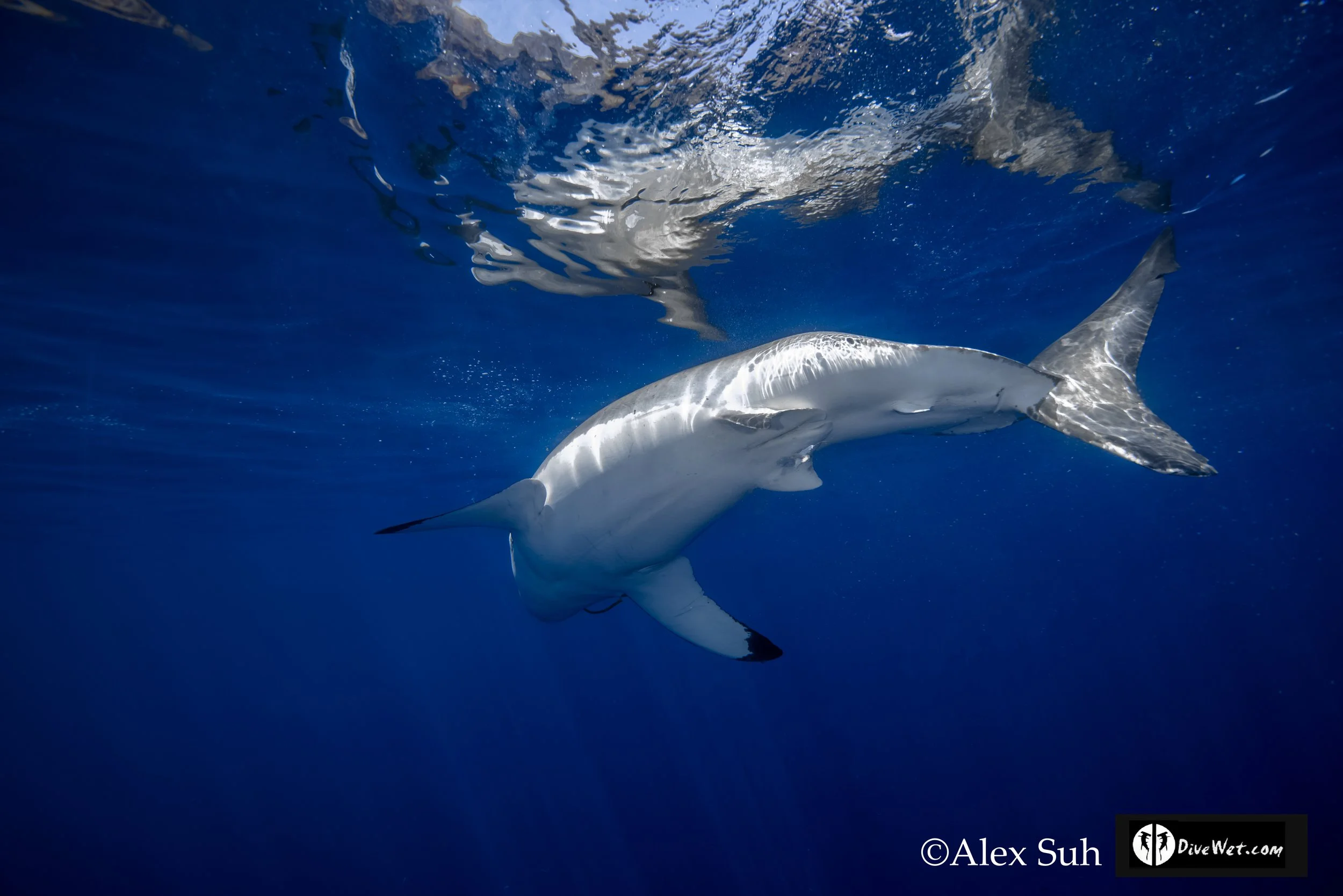 Great White Shark (Carcharodon carcharias)