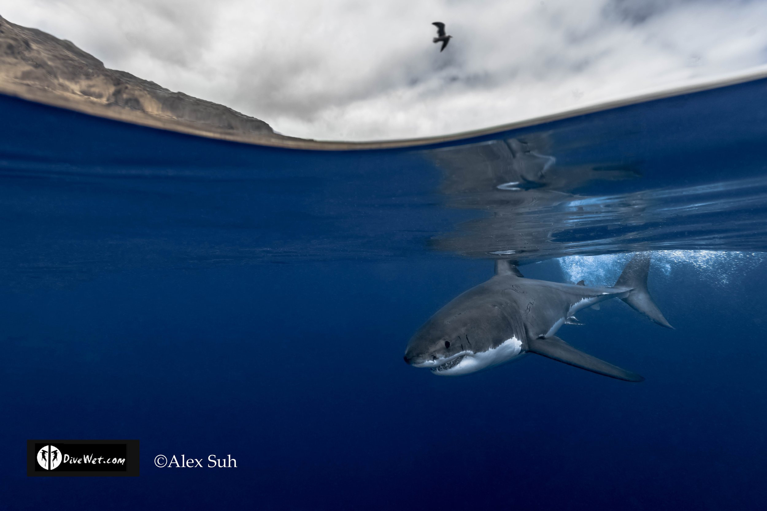 Great White Shark (Carcharodon carcharias)