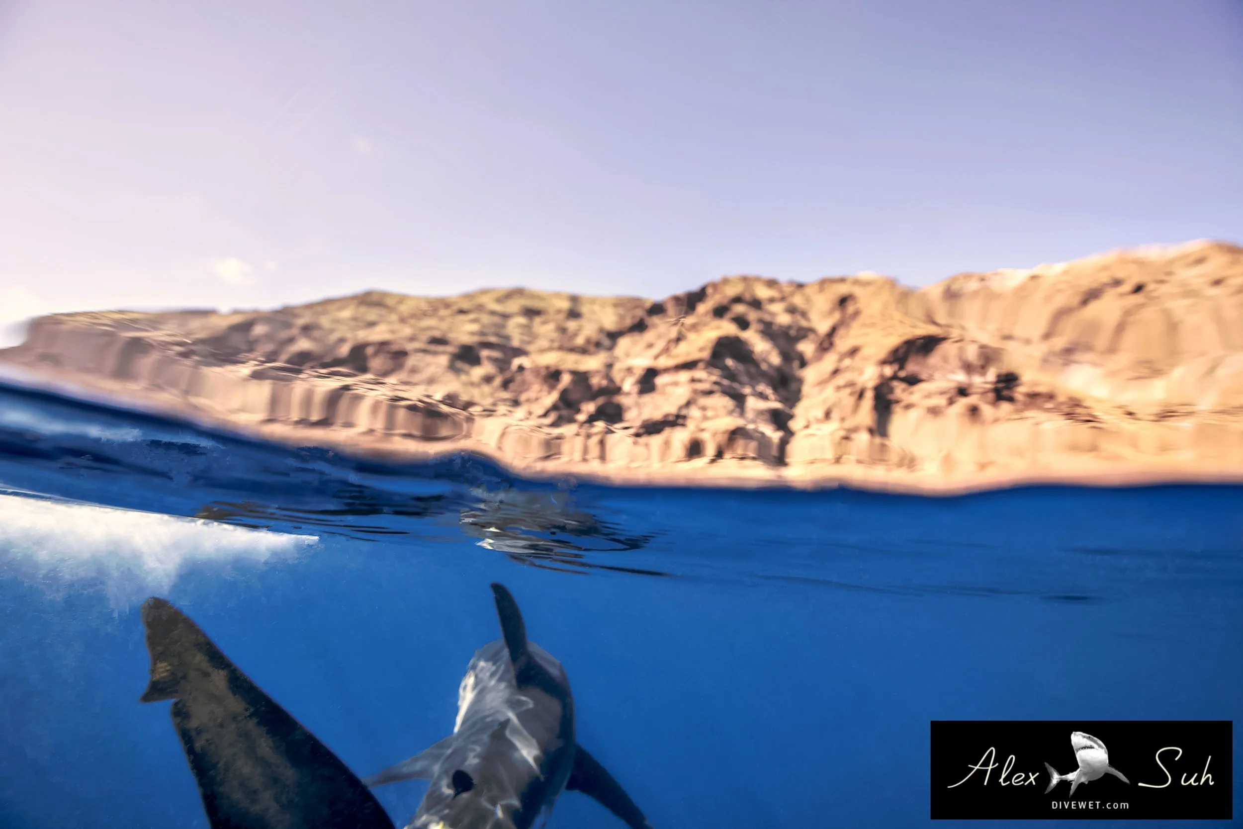Great White Shark (Carcharodon carcharias)