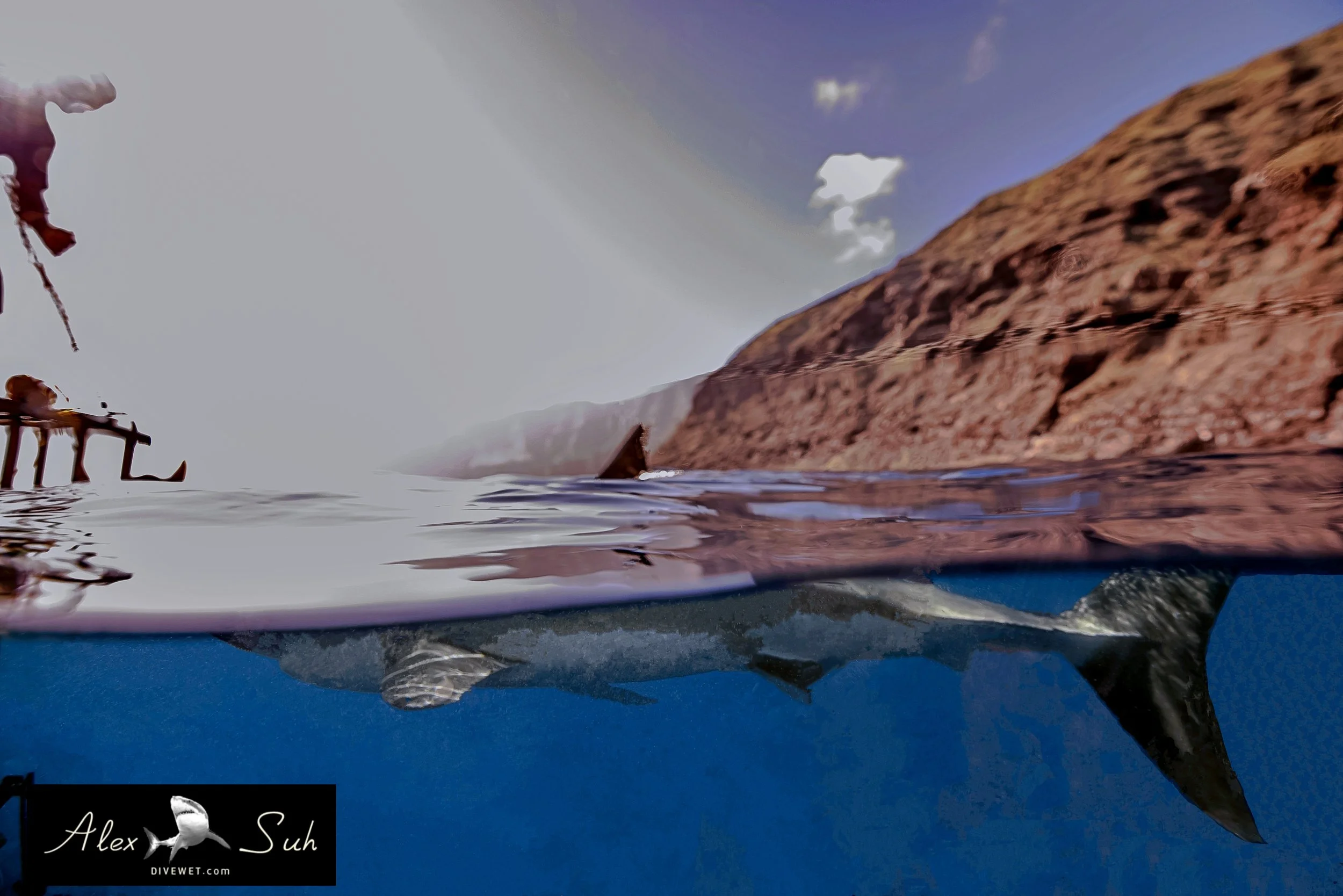 Great White Shark (Carcharodon carcharias)