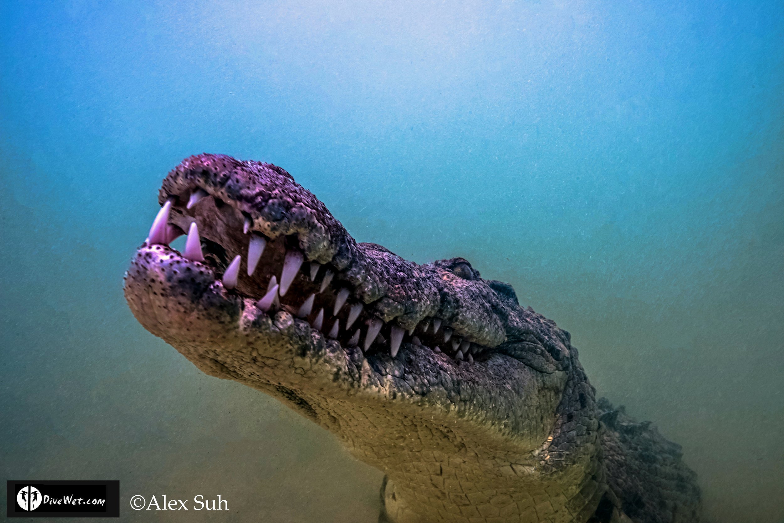 American Crocodile (Crocodylus acutus)