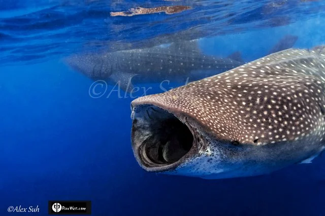 MARKED CENTER Double Whale Sharks.jpg.jpeg