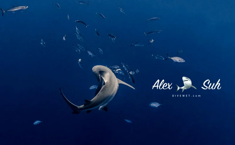 Bull Shark