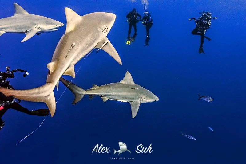 Bull Sharks Jupiter, Florida
