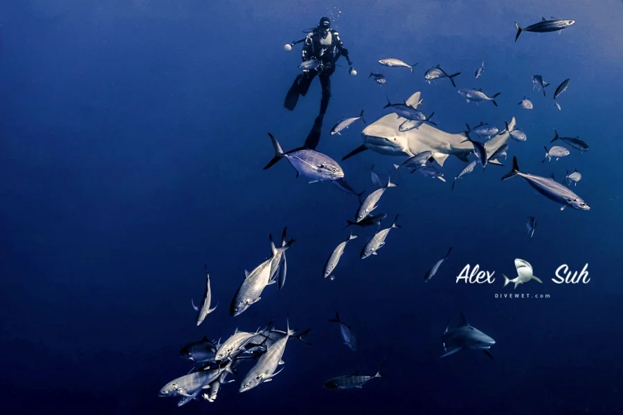 MArRKED Jeff School Fish Bull Shark 2 CROPPED.jpg