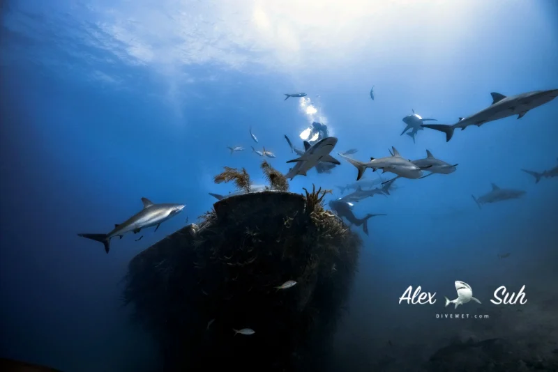Ray of Hope Wreck - Nassau, Bahamas