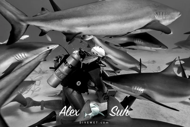 Shark Feeding - Lot's of Caribbean Reef Sharks