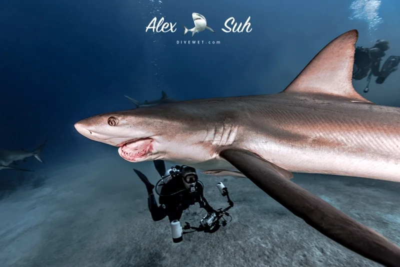 Caribbean Reef Shark - Damaged by fisherman's hook