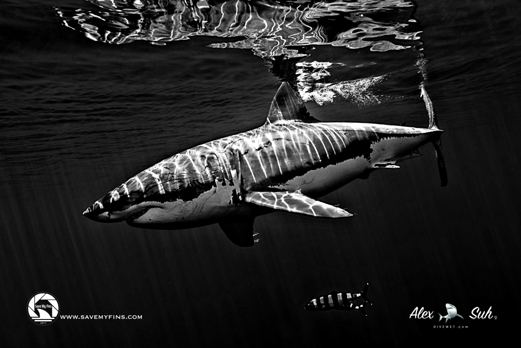 Great White Shark BW