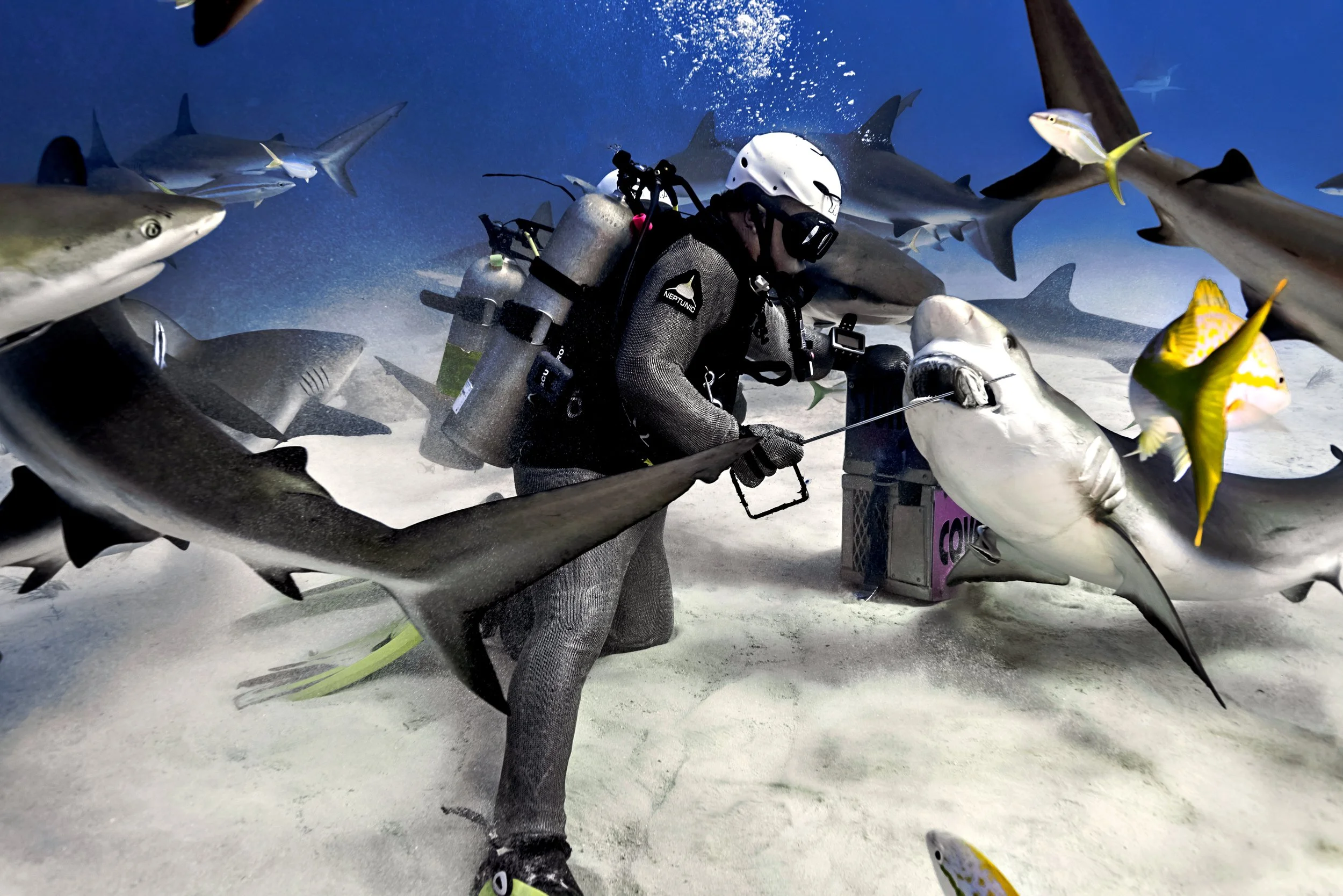 Alex feeding Carribean Reef Sharks