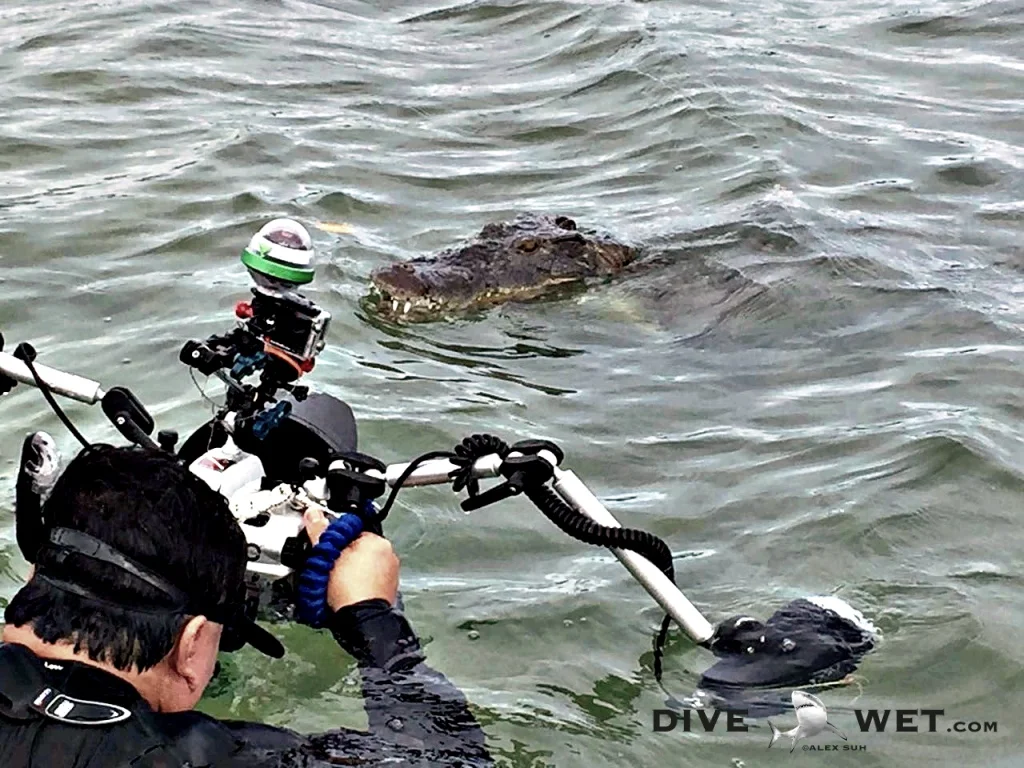 Alex photographing American Saltwater Crocodiles