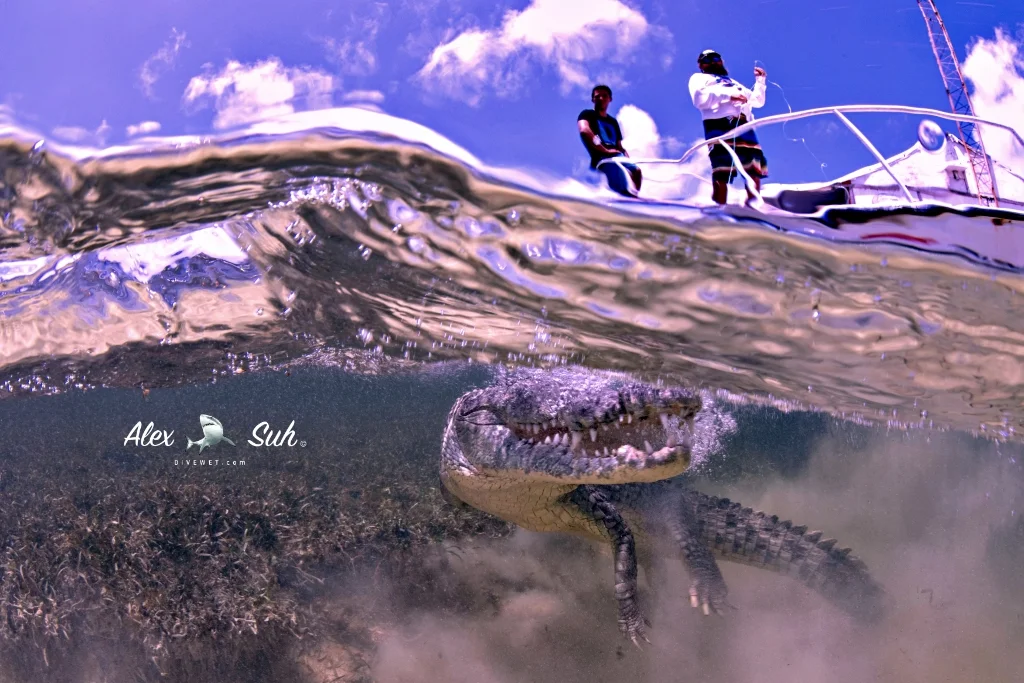MARKED Croc OU Bend Mathias Crop 72dpi.jpg