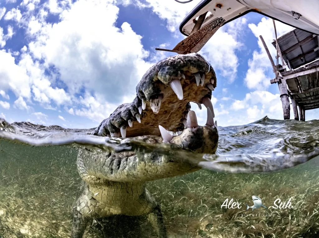 MARKED Croc OU Body with Hut 3 Close Up 72.jpg