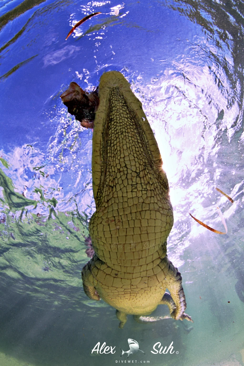 MARKED Croc Flyover 72.jpg