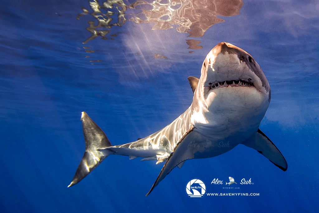 Great White Shark (Carcharodon carcharias)