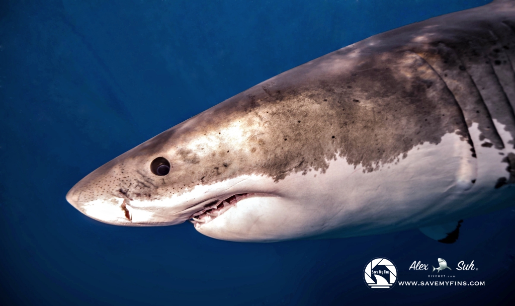 Great White Shark (Carcharodon carcharias)