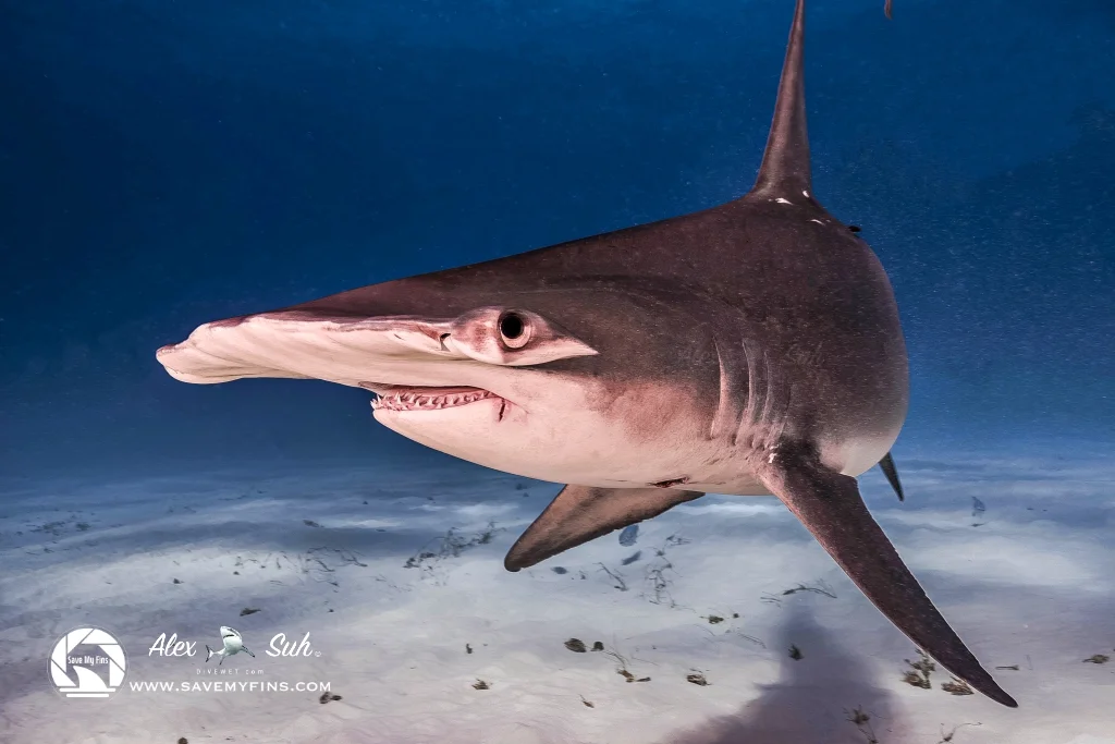 MARKED Hammer Close.jpeg