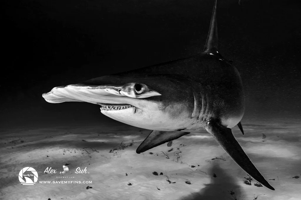 MARKED Hammer BW.jpeg