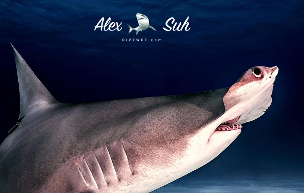 Great Hammerhead Shark