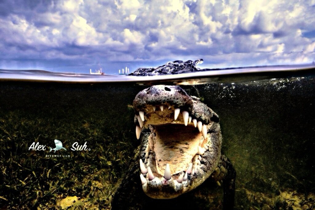Saltwater American Crocodile (Crocodylus acutus)