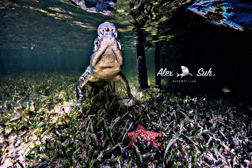 Saltwater American Crocodile (Crocodylus acutus)