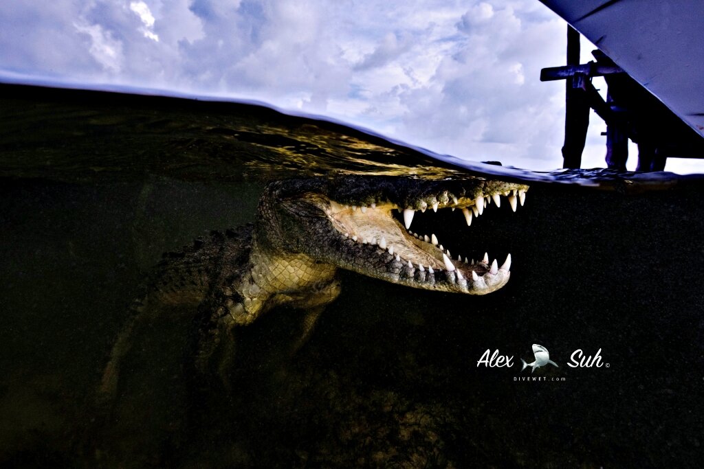 Saltwater American Crocodile (Crocodylus acutus)