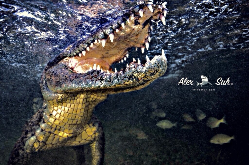 Saltwater American Crocodile (Crocodylus acutus)