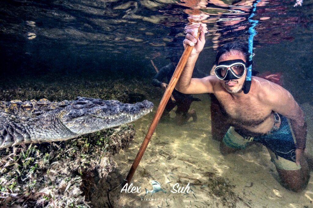 Saltwater American Crocodile (Crocodylus acutus)