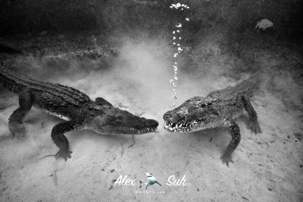 Saltwater American Crocodile (Crocodylus acutus)
