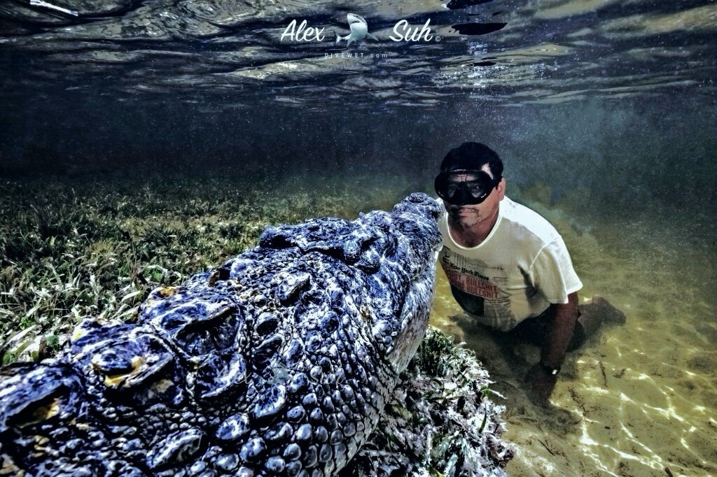 Saltwater American Crocodile (Crocodylus acutus)