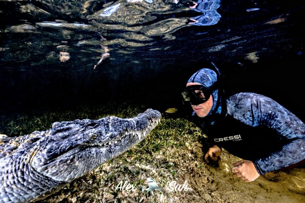 Saltwater American Crocodile (Crocodylus acutus)