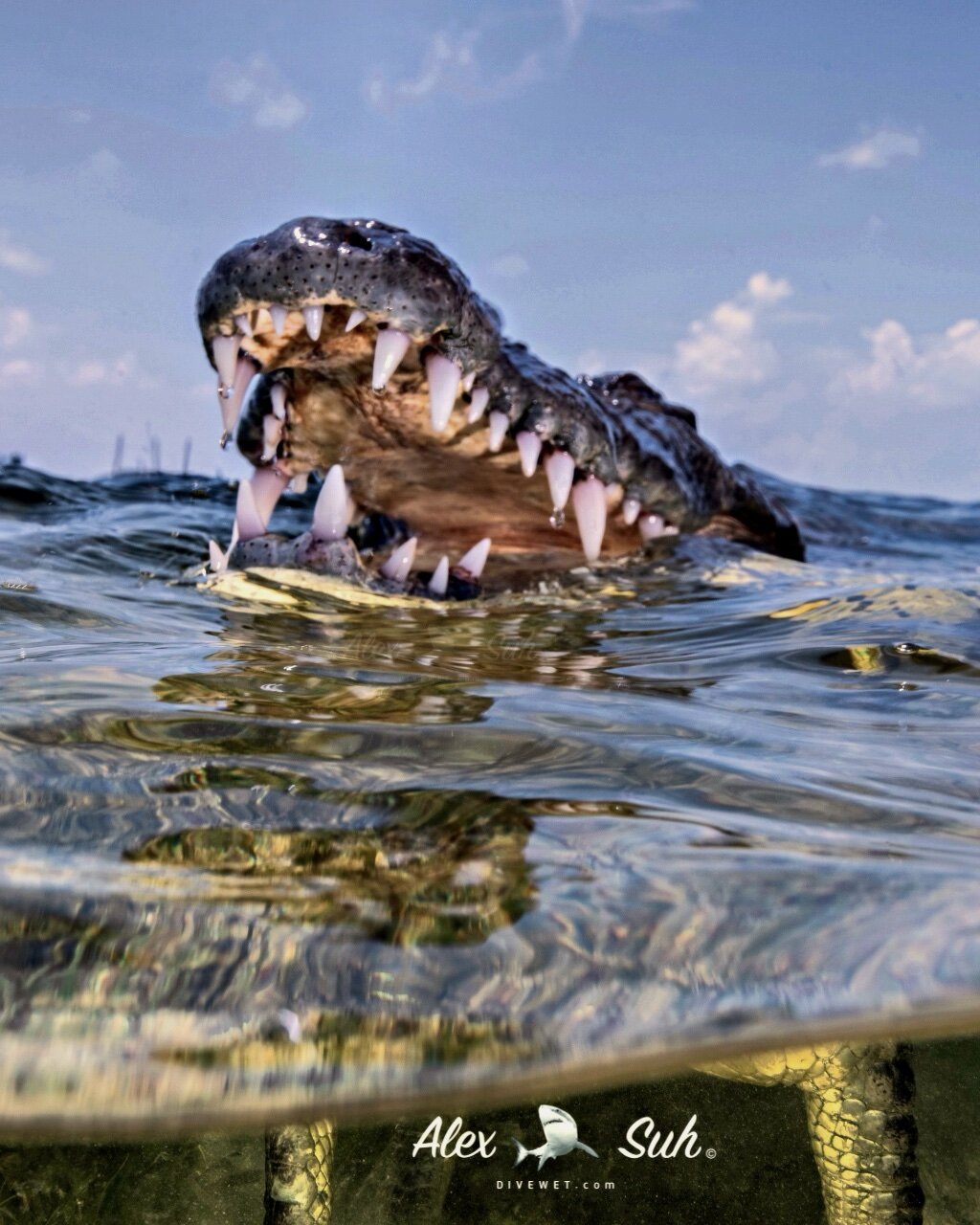 Saltwater American Crocodile (Crocodylus acutus)