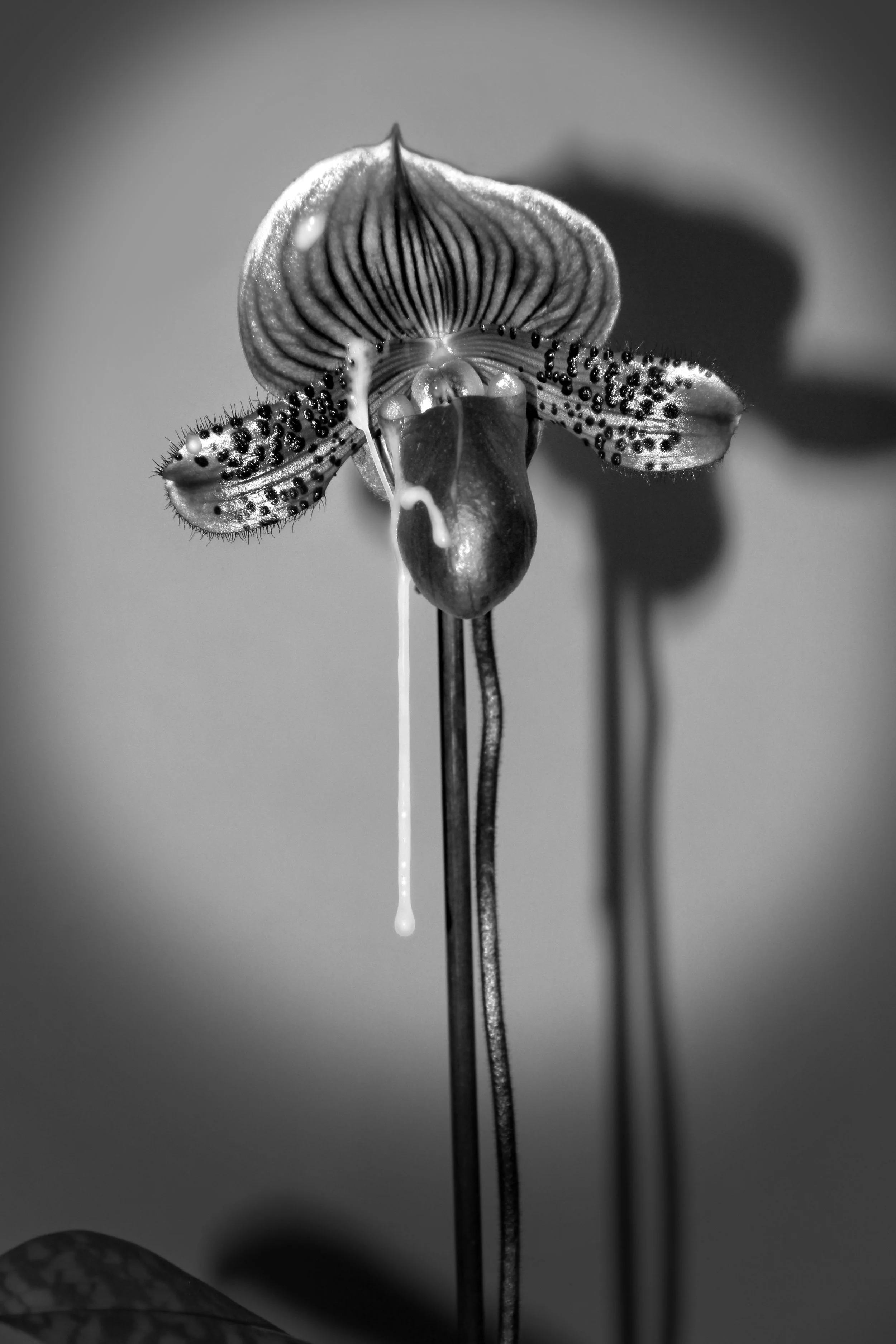 flowerfluids.jpg