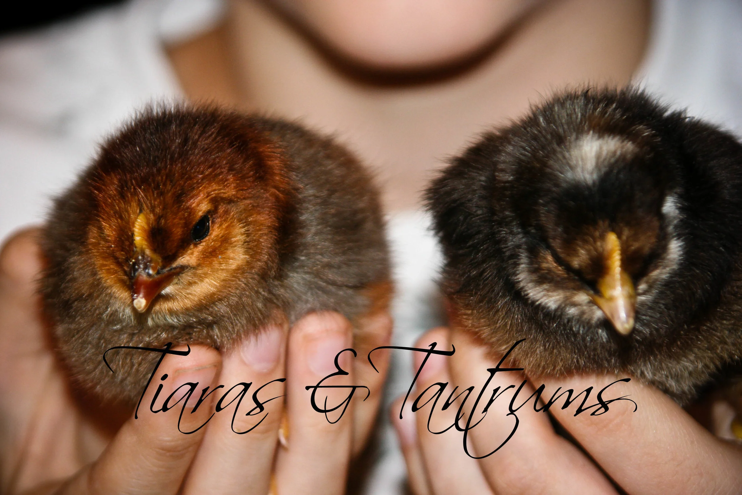 chicks (8 of 1).jpg