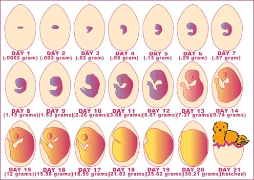 21chicks.jpg