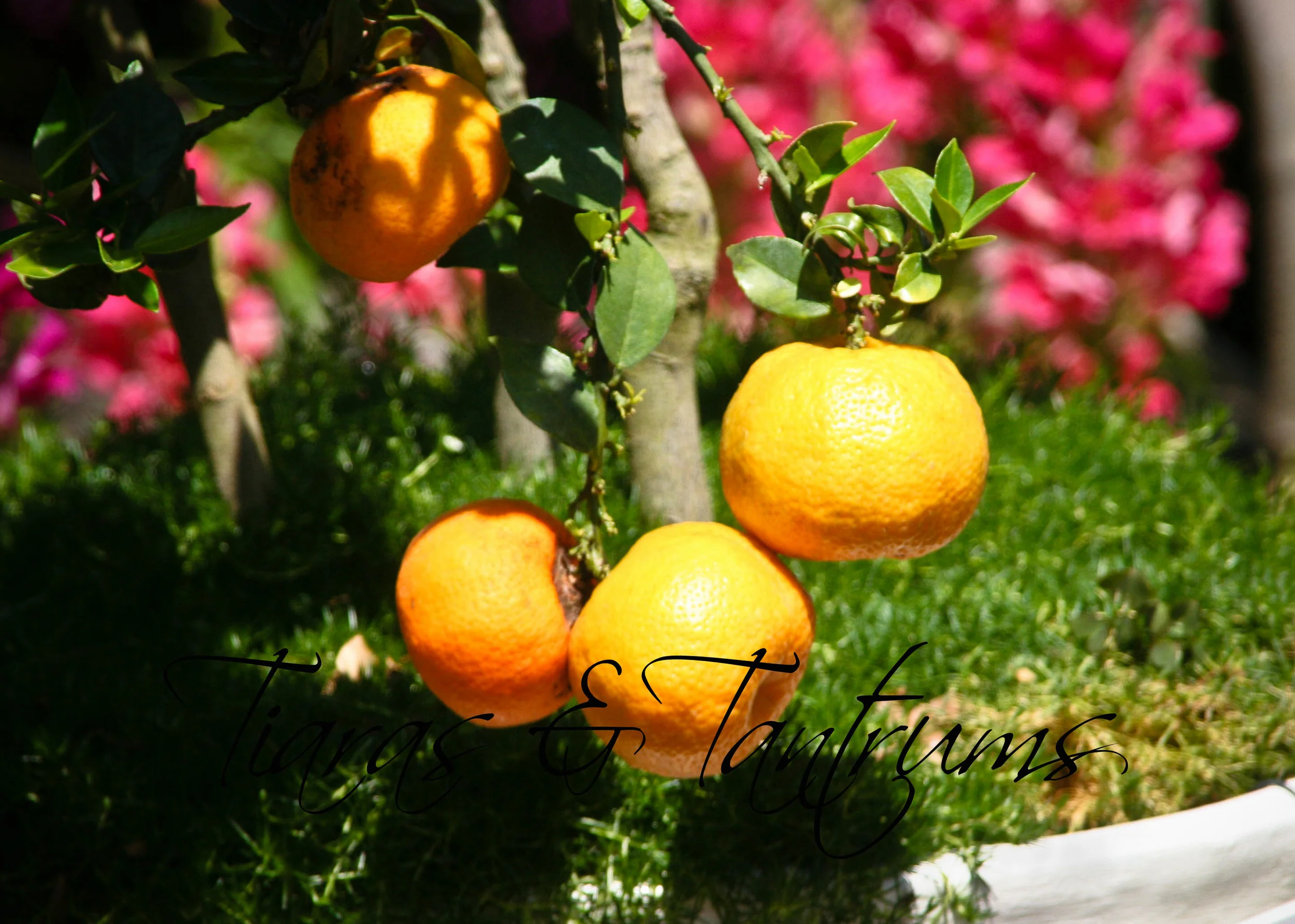 spring-2.jpg