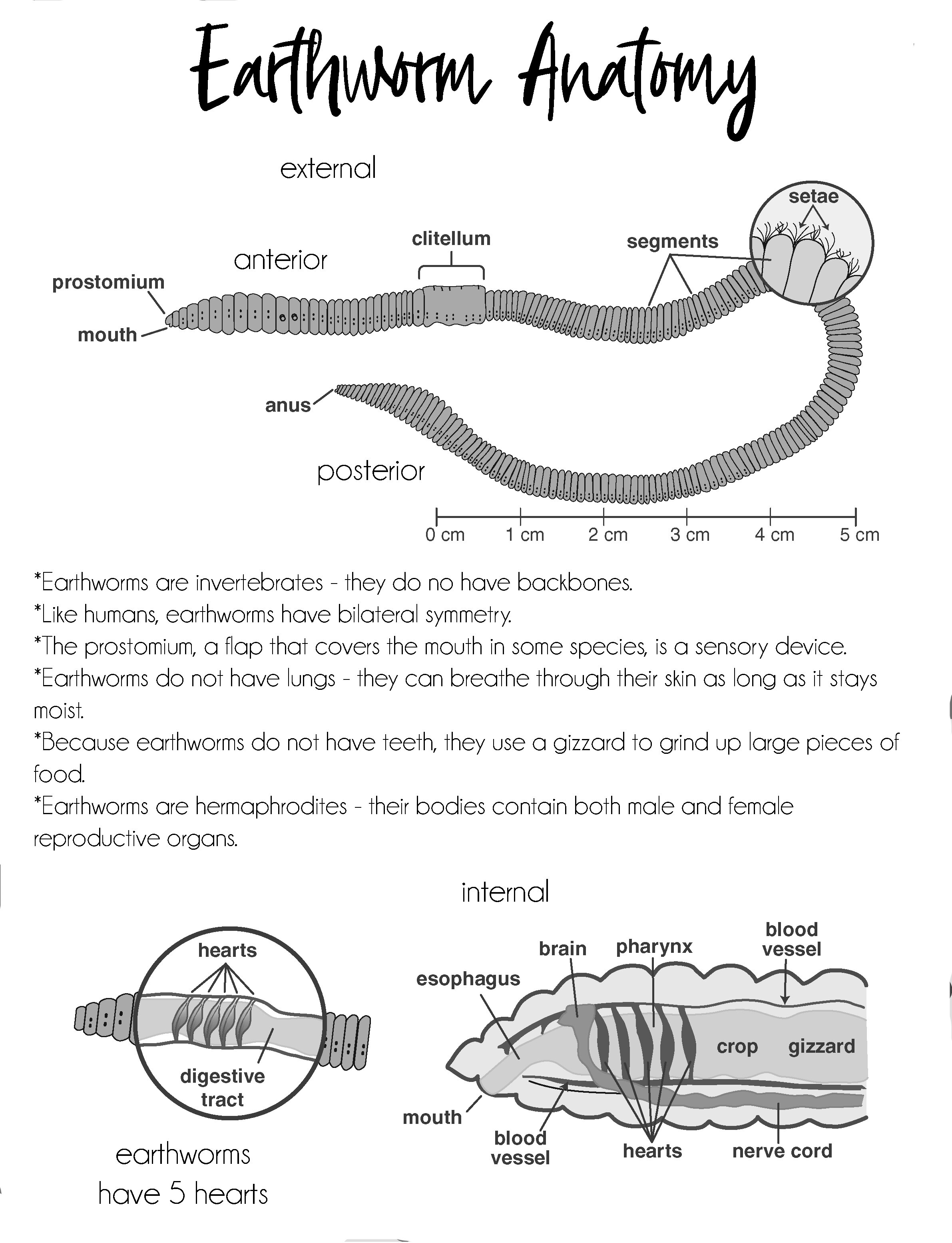 Earthworms Aren't Senseless — Tiaras & Tantrums