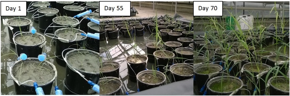 Plant growth.jpg