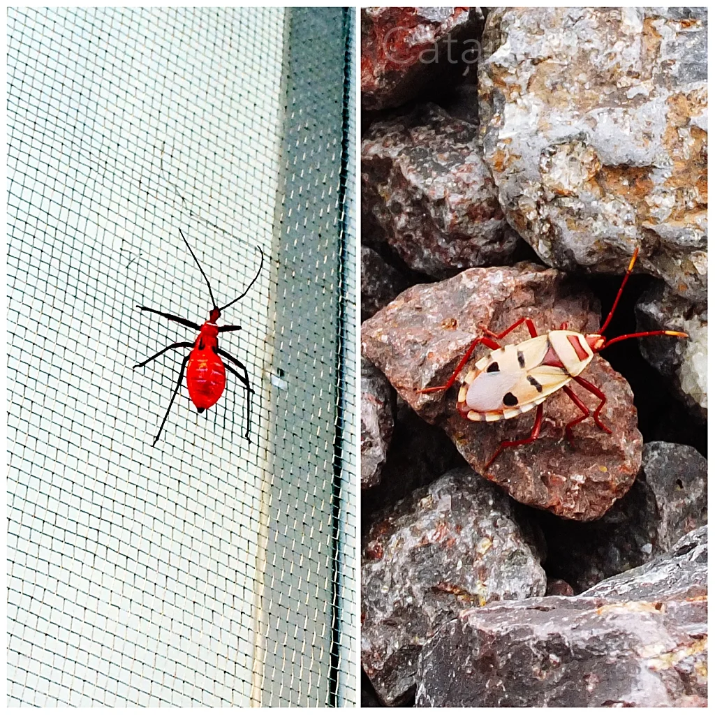 bugs.jpg