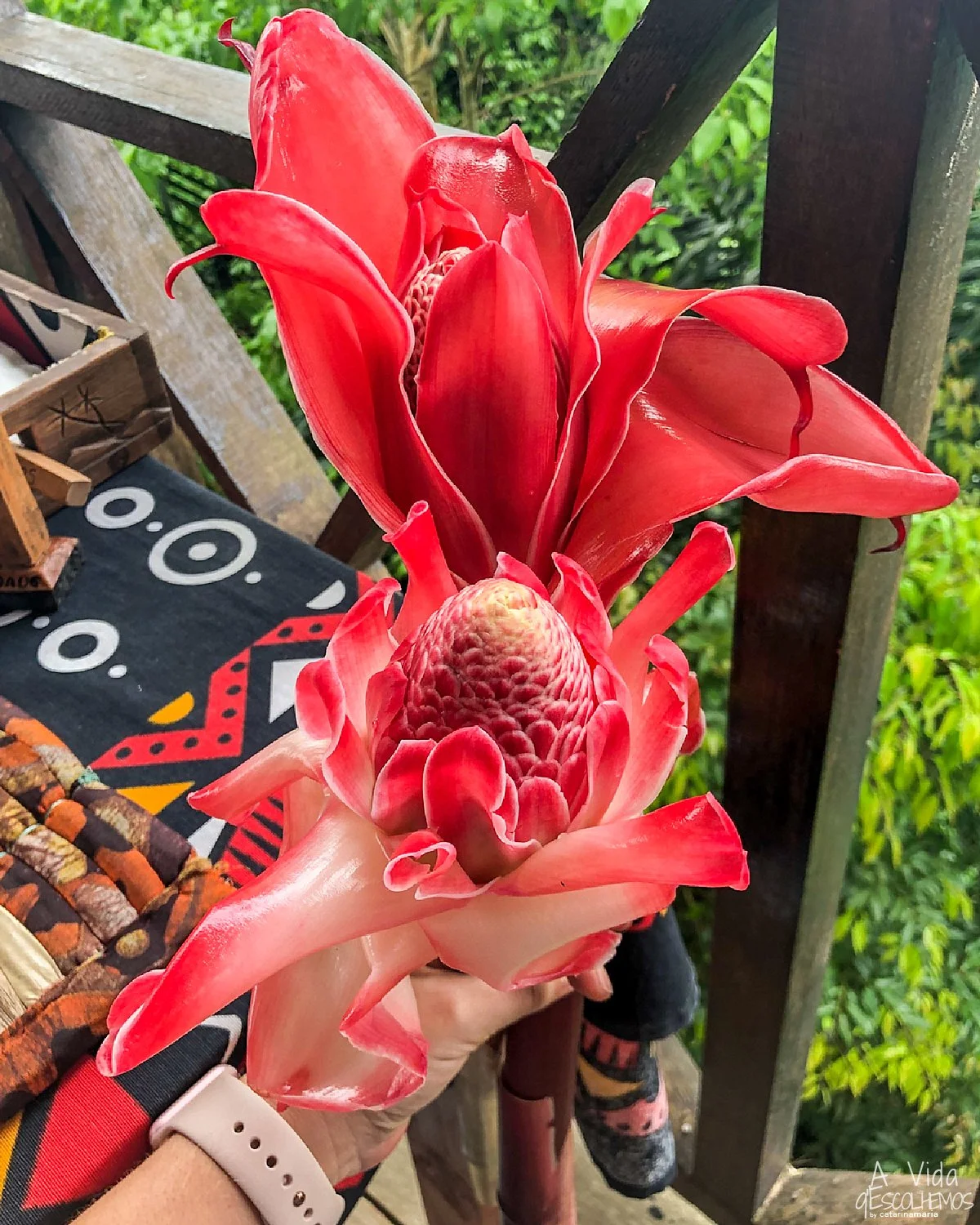 Rosas de Porcelana
