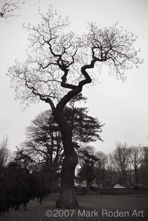 20080215-Tree, Paris.jpg