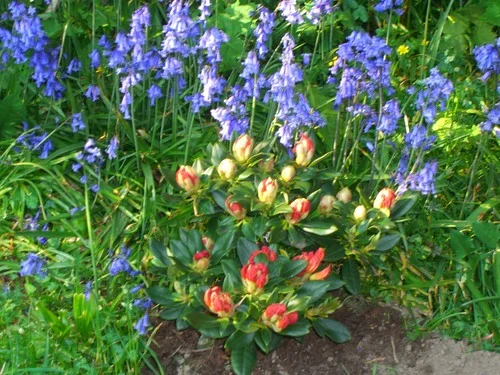 garden.jpg