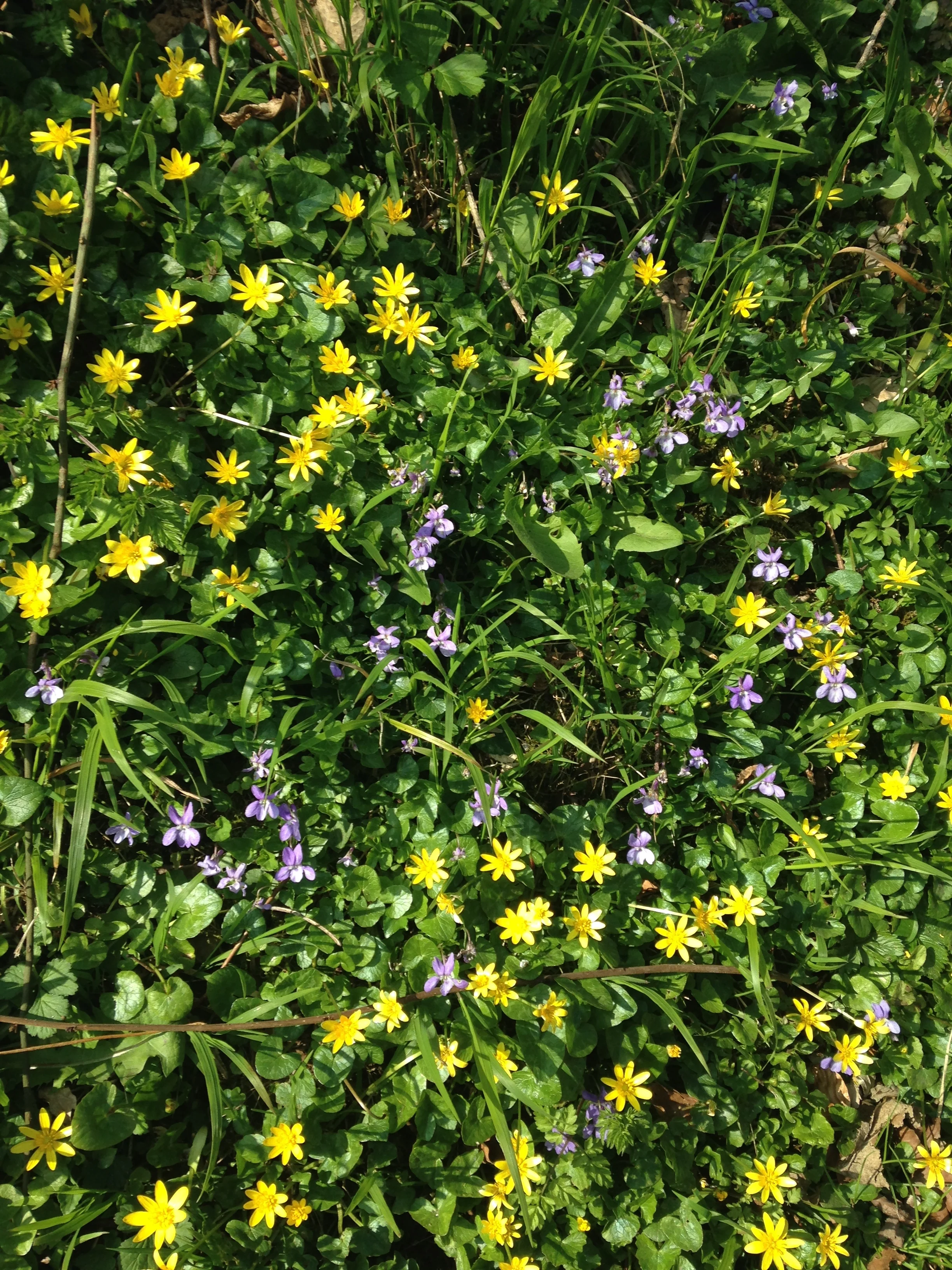 Springflowers1.jpg